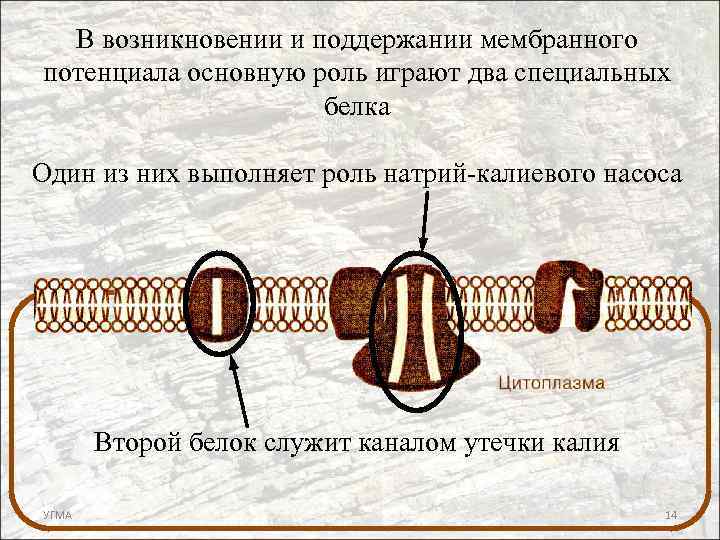 В возникновении и поддержании мембранного потенциала основную роль играют два специальных белка Один из
