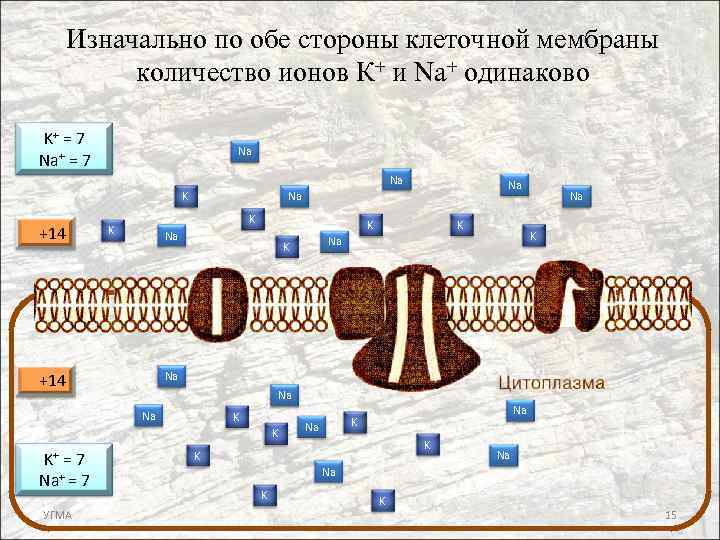 Изначально по обе стороны клеточной мембраны количество ионов К+ и Na+ одинаково K+ =