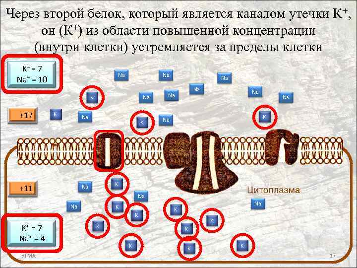 Через второй белок, который является каналом утечки К+, он (К+) из области повышенной концентрации