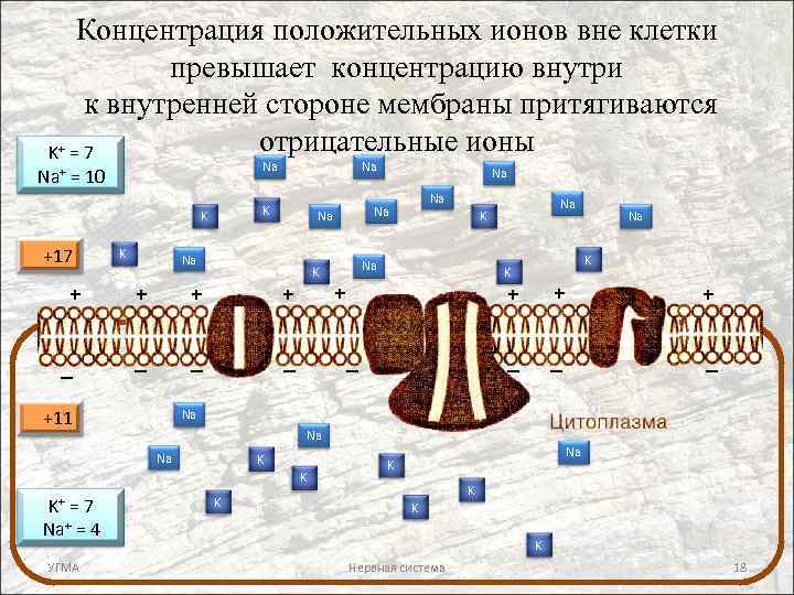 Концентрация положительных ионов вне клетки превышает концентрацию внутри к внутренней стороне мембраны притягиваются отрицательные