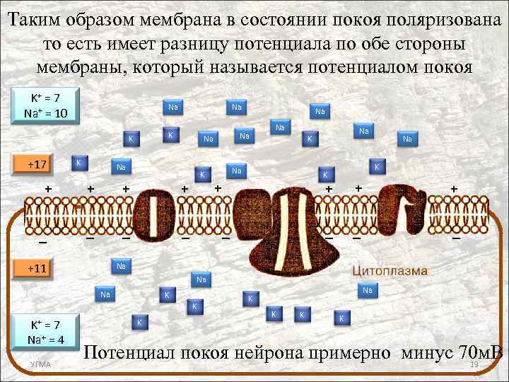 Таким образом мембрана в состоянии покоя поляризована то есть имеет разницу потенциала по обе