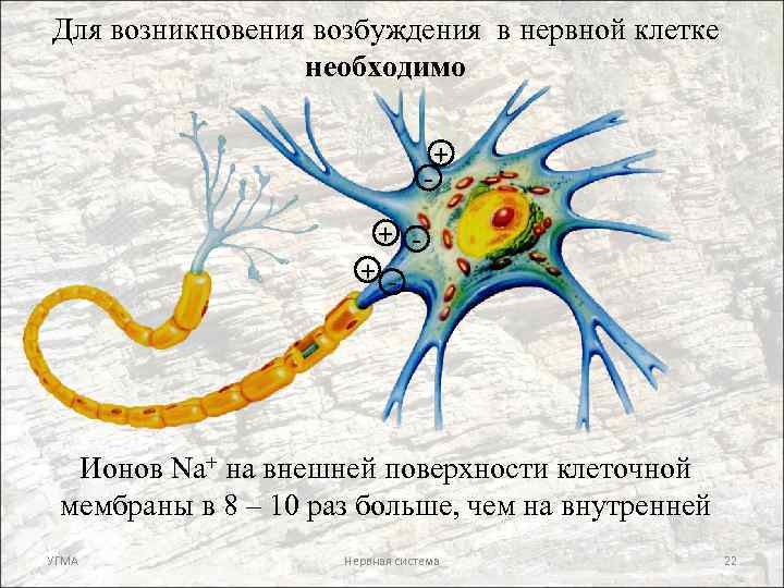 Для возникновения возбуждения в нервной клетке необходимо + + + - Ионов Na+ на