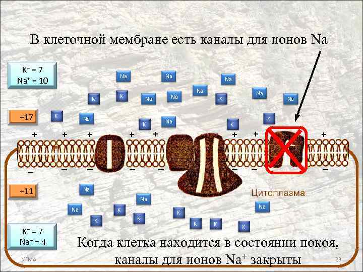 В клеточной мембране есть каналы для ионов Na+ Na K K + + +