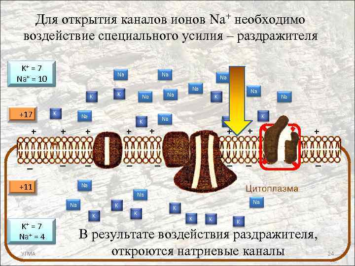 Для открытия каналов ионов Na+ необходимо воздействие специального усилия – раздражителя Na + Na