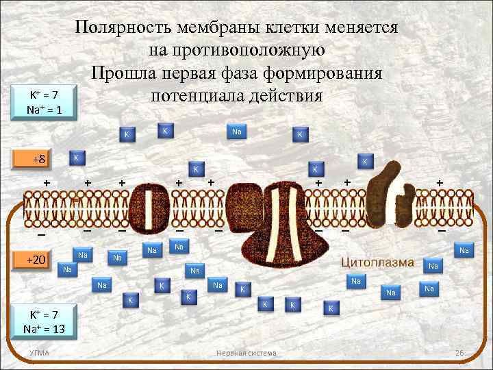 Полярность мембраны клетки меняется на противоположную Прошла первая фаза формирования потенциала действия K+ =