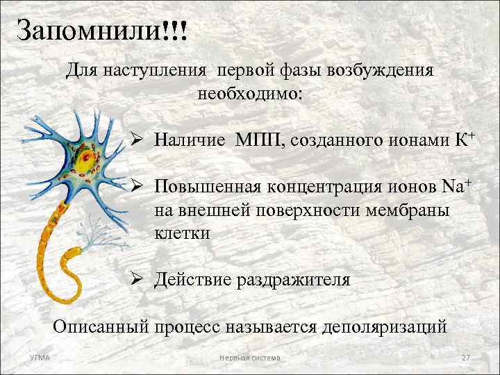 Запомнили!!! Для наступления первой фазы возбуждения необходимо: Ø Наличие МПП, созданного ионами К+ Ø