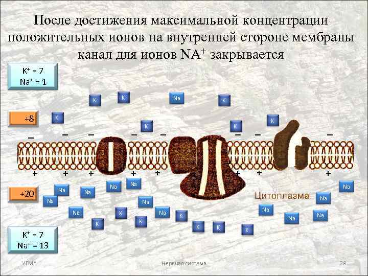 После достижения максимальной концентрации положительных ионов на внутренней стороне мембраны канал для ионов NA+