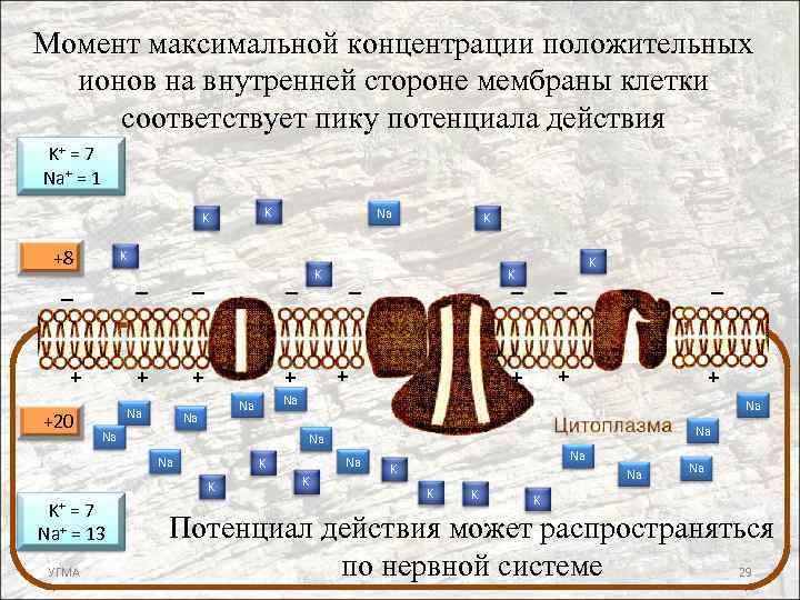 Момент максимальной концентрации положительных ионов на внутренней стороне мембраны клетки соответствует пику потенциала действия