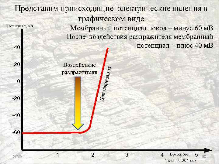 Представим происходящие электрические явления в графическом виде Потенциал, м. В 20 Воздействие раздражителя Депол