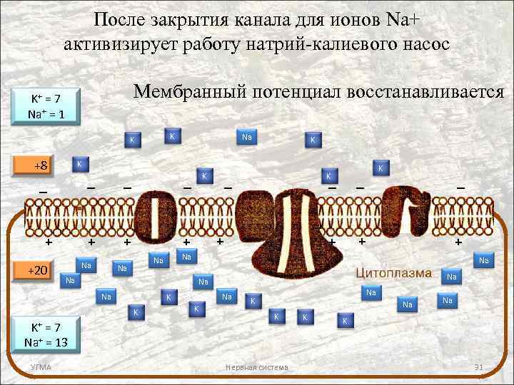 После закрытия канала для ионов Na+ активизирует работу натрий-калиевого насос Мембранный потенциал восстанавливается K+
