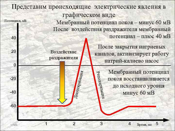 Представим происходящие электрические явления в графическом виде Потенциал, м. В Мембранный потенциал покоя –