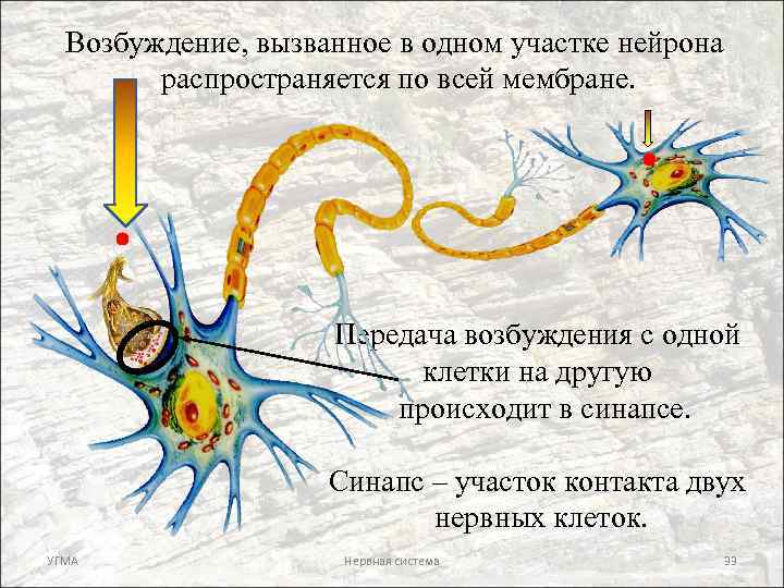 Возбуждение, вызванное в одном участке нейрона распространяется по всей мембране. Передача возбуждения с одной
