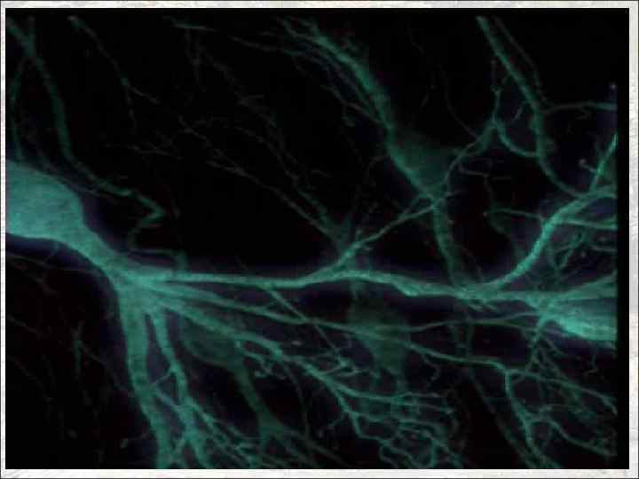 УГМА Нервная система 34 