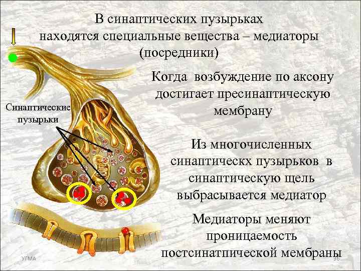 В синаптических пузырьках находятся специальные вещества – медиаторы (посредники) Синаптические пузырьки Когда возбуждение по