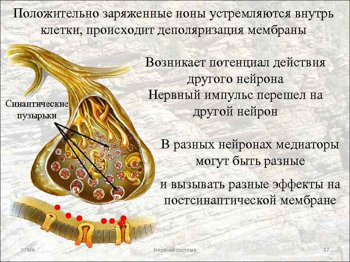 Положительно заряженные ионы устремляются внутрь клетки, происходит деполяризация мембраны Синаптические пузырьки Возникает потенциал действия