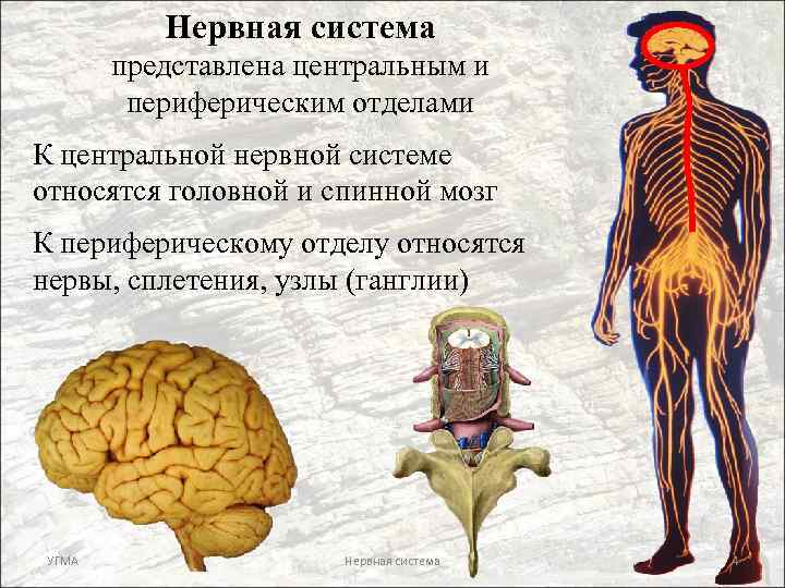 Нервная система представлена центральным и периферическим отделами К центральной нервной системе относятся головной и