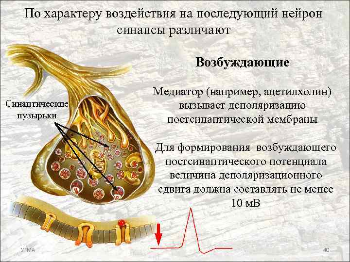 По характеру воздействия на последующий нейрон синапсы различают Возбуждающие Синаптические пузырьки Медиатор (например, ацетилхолин)