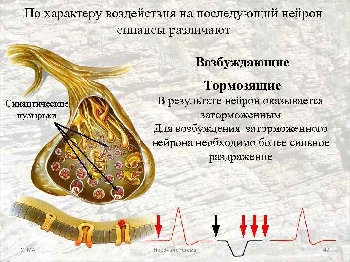 По характеру воздействия на последующий нейрон синапсы различают Возбуждающие Тормозящие Синаптические пузырьки УГМА В