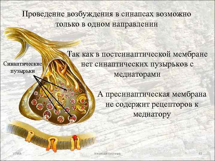 Проведение возбуждения в синапсах возможно только в одном направлении Синаптические пузырьки Так как в