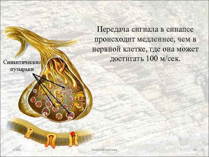 Синаптические пузырьки УГМА Передача сигнала в синапсе происходит медленнее, чем в нервной клетке, где