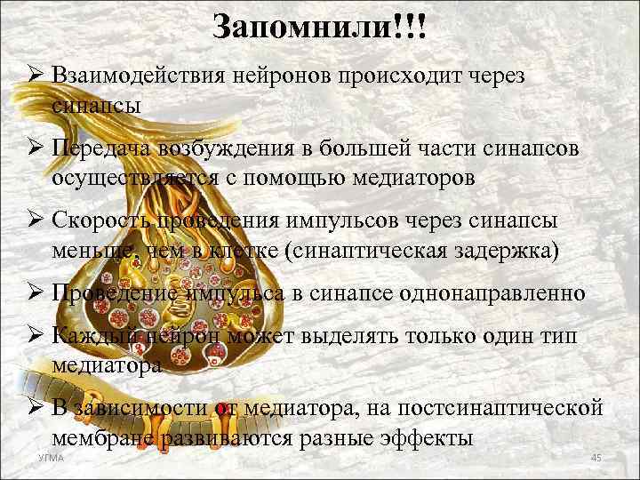 Запомнили!!! Ø Взаимодействия нейронов происходит через синапсы Ø Передача возбуждения в большей части синапсов