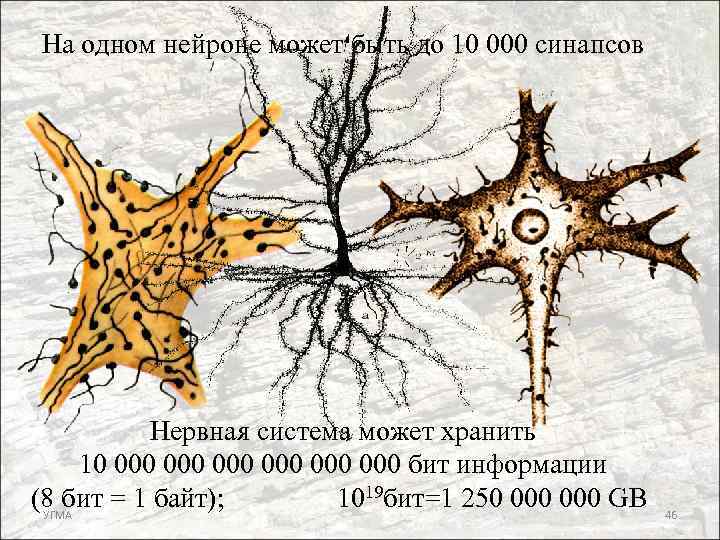 На одном нейроне может быть до 10 000 синапсов Нервная система может хранить 10