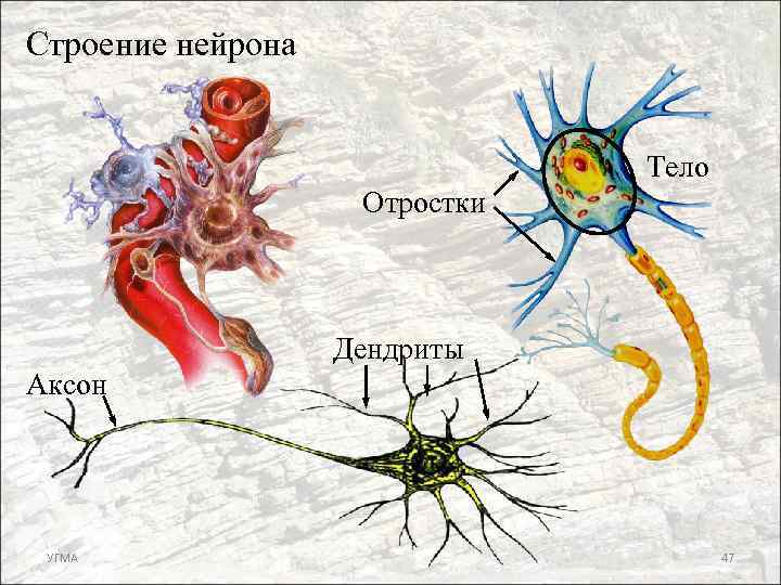 Строение нейрона Тело Отростки Дендриты Аксон УГМА 47 