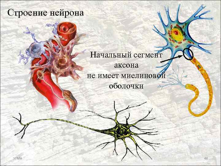 Строение нейрона Начальный сегмент аксона не имеет миелиновой оболочки УГМА 48 