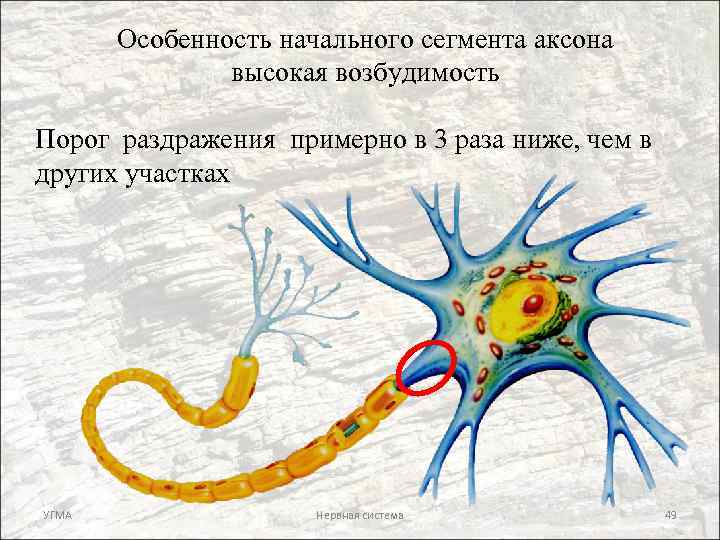 Особенность начального сегмента аксона высокая возбудимость Порог раздражения примерно в 3 раза ниже, чем
