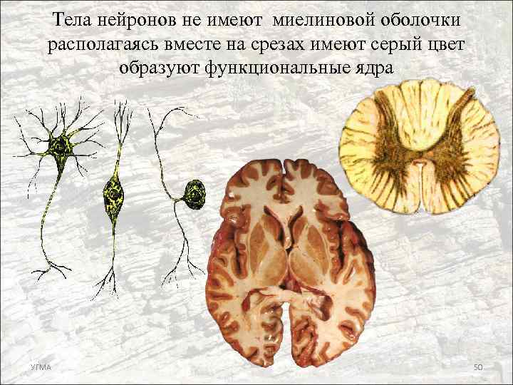 Тела нейронов не имеют миелиновой оболочки располагаясь вместе на срезах имеют серый цвет образуют