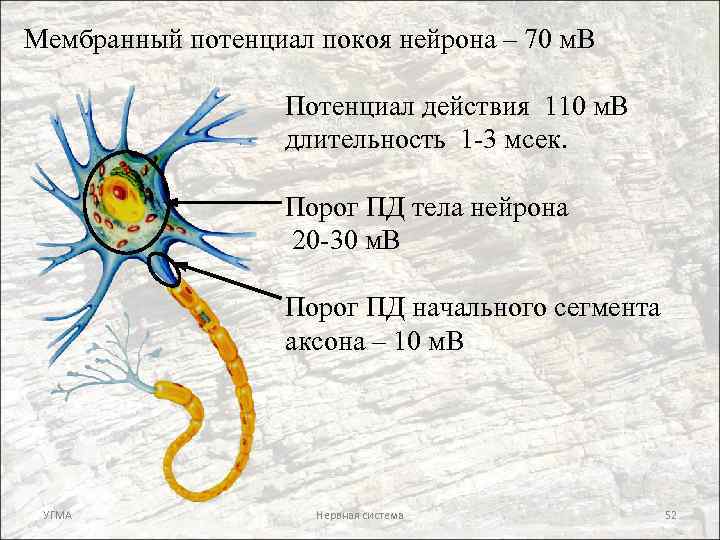Мембранный потенциал покоя нейрона – 70 м. В Потенциал действия 110 м. В длительность