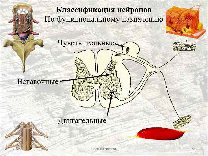 Какую функцию выполняют вставочные нейроны