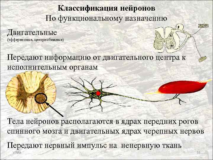 Классификация нейронов По функциональному назначению Двигательные (эфферентные, центрнобежные) Передают информацию от двигательного центра к