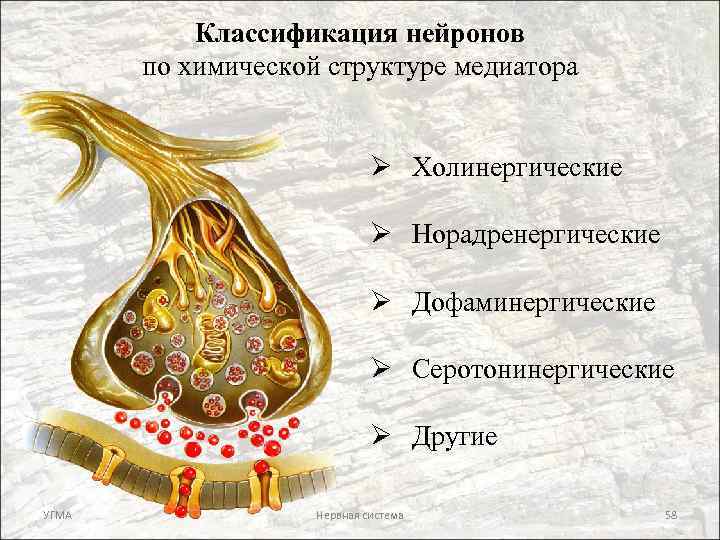 Классификация нейронов по химической структуре медиатора Ø Холинергические Ø Норадренергические Ø Дофаминергические Ø Серотонинергические
