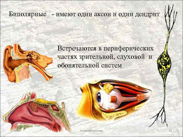 Биполярные - имеют один аксон и один дендрит Встречаются в периферических частях зрительной, слуховой