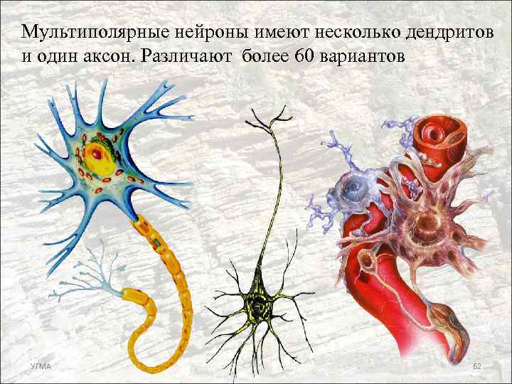 Мультиполярные нейроны имеют несколько дендритов и один аксон. Различают более 60 вариантов УГМА 62