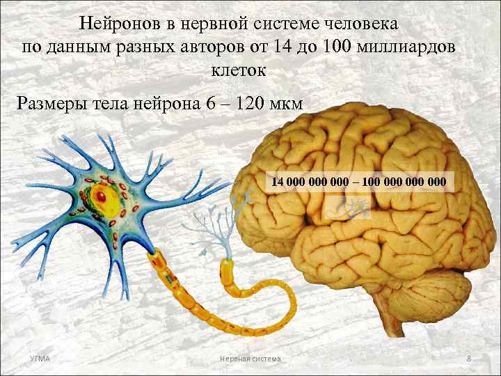 Нейронов в нервной системе человека по данным разных авторов от 14 до 100 миллиардов