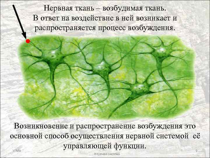 Нервная ткань – возбудимая ткань. В ответ на воздействие в ней возникает и распространяется