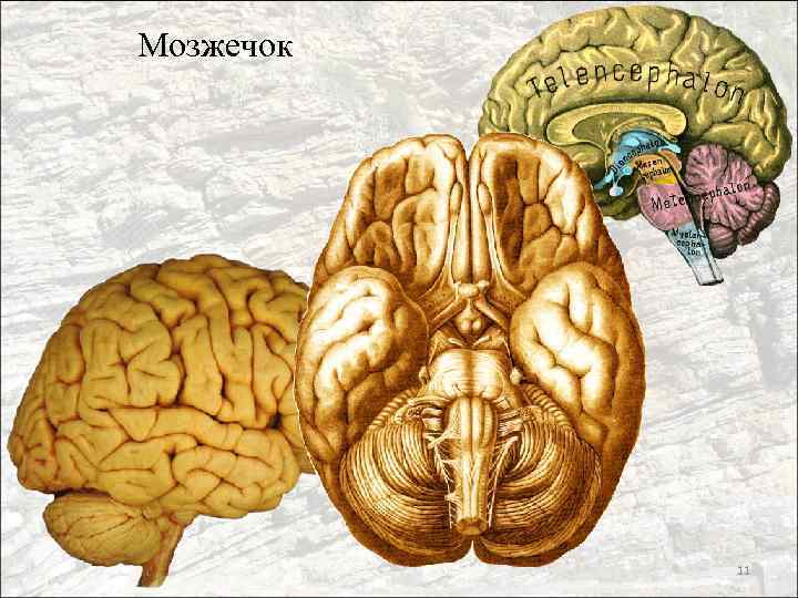 Мозжечок 11 