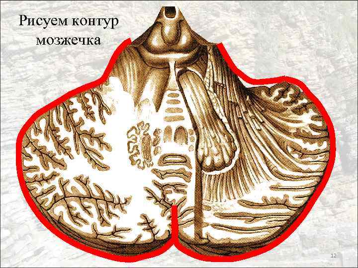 Рисуем контур мозжечка 12 