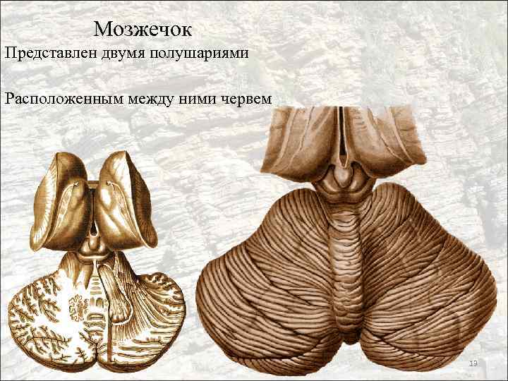 Мозжечок Представлен двумя полушариями Расположенным между ними червем 13 