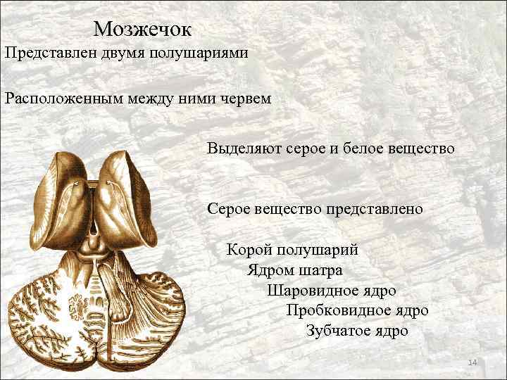 Мозжечок Представлен двумя полушариями Расположенным между ними червем Выделяют серое и белое вещество Серое