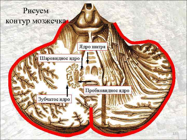 Рисуем контур мозжечка Ядро шатра Шаровидное ядро Пробковидное ядро Зубчатое ядро 17 