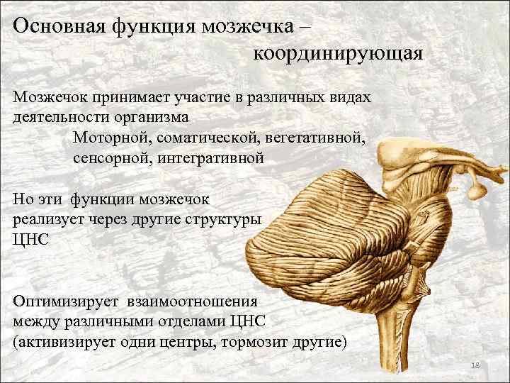 Основная функция мозжечка – координирующая Мозжечок принимает участие в различных видах деятельности организма Моторной,