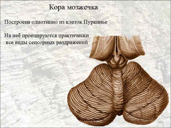 Кора мозжечка Построена однотипно из клеток Пуркинье На неё проецируются практически все виды сенсорных