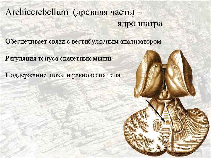 Archicerebellum (древняя часть) – ядро шатра Обеспечивает связи с вестибулярным анализатором Регуляция тонуса скелетных