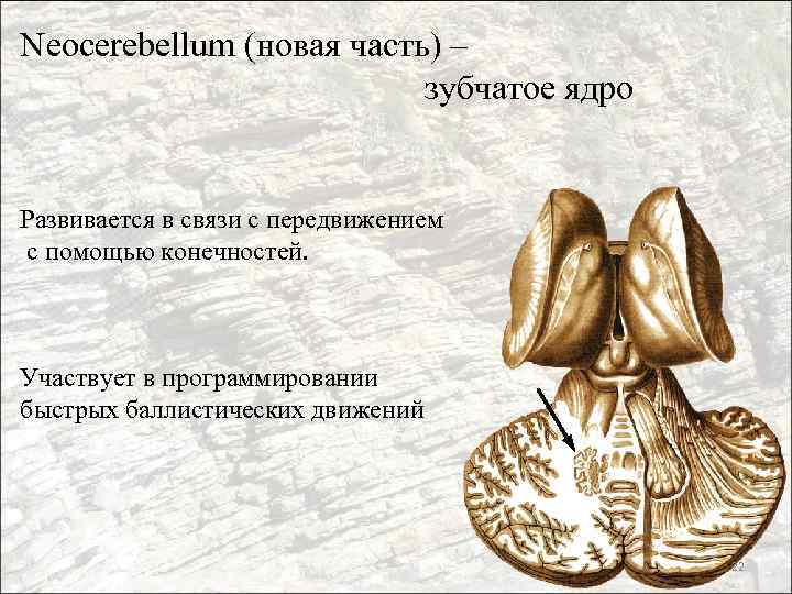 Neocerebellum (новая часть) – зубчатое ядро Развивается в связи с передвижением с помощью конечностей.