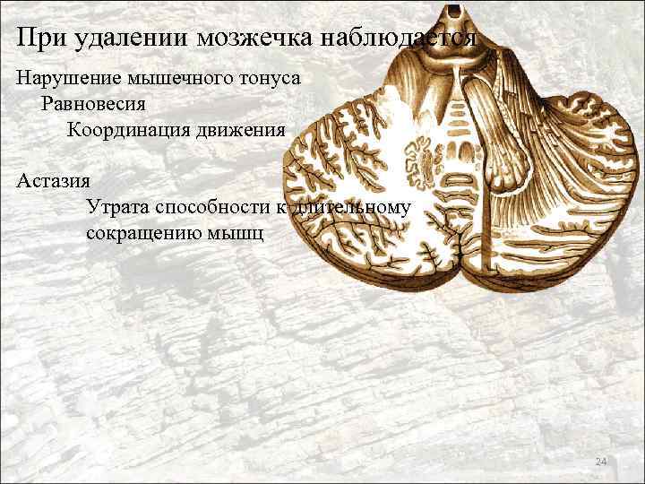 При удалении мозжечка наблюдается Нарушение мышечного тонуса Равновесия Координация движения Астазия Утрата способности к