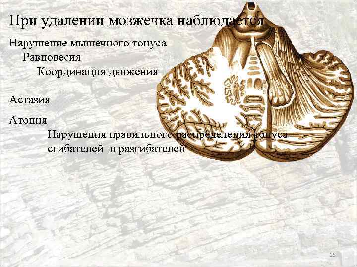 При удалении мозжечка наблюдается Нарушение мышечного тонуса Равновесия Координация движения Астазия Атония Нарушения правильного