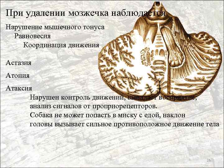При удалении мозжечка наблюдается Нарушение мышечного тонуса Равновесия Координация движения Астазия Атония Атаксия Нарушен